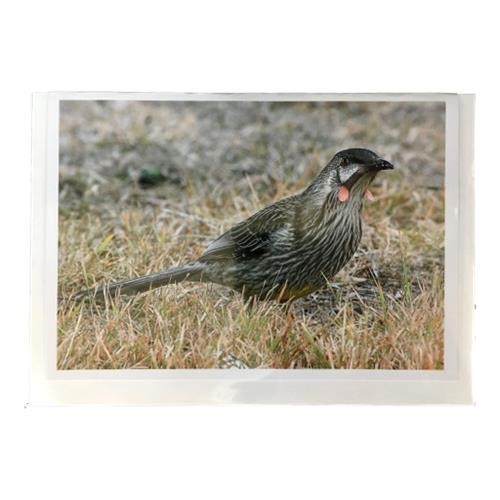Donna Foster - Red Wattle Bird Blank Greeting Card ea