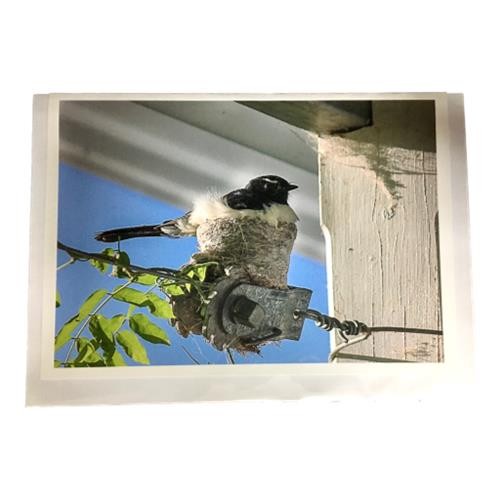 Donna Foster - Willy Wagtail Nesting Blank Greeting Card ea