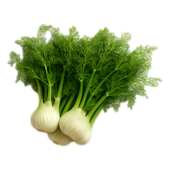 United - Fennel Bulbs Bunch (not postable)