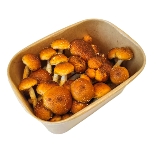 United - Mushroom Chestnut 180gm (not postable)